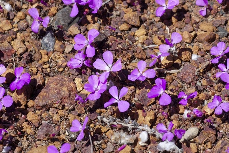 Calandrinia primuliflora, photographed by dhfischer