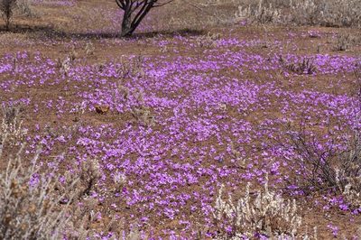 Calandrinia primuliflora, photographed by dhfischer