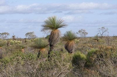 Xanthorrhoea drummondii, photographed by dhfischer