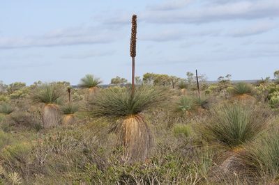 Xanthorrhoea drummondii, photographed by dhfischer