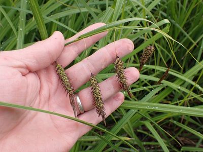Carex lyngbyei, photographed by Matt Muir
