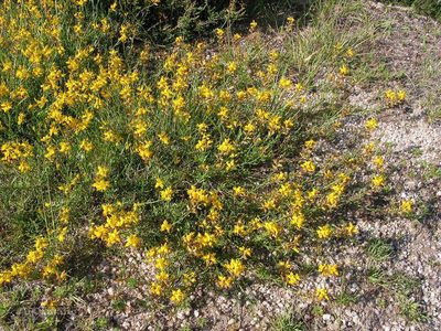 Genista micrantha, photographed by José Luis Camaño