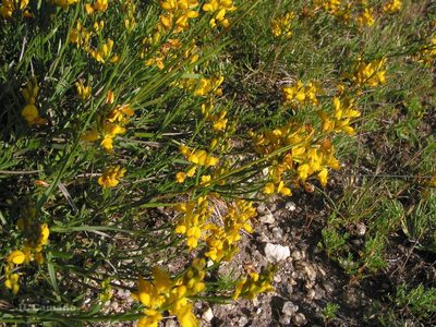 Genista micrantha, photographed by José Luis Camaño