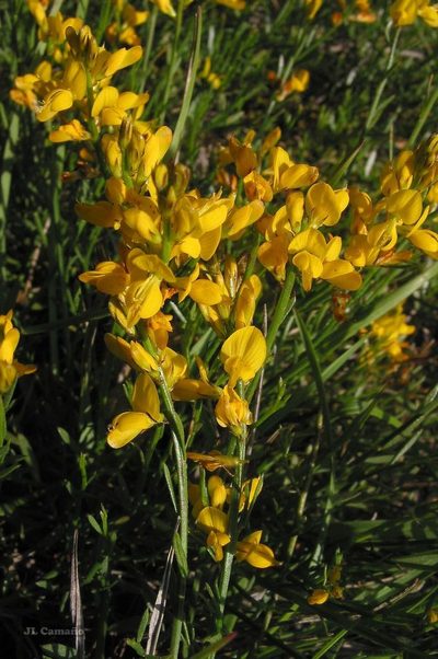 Genista micrantha, photographed by José Luis Camaño