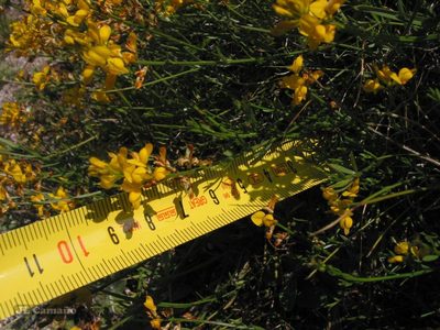 Genista micrantha, photographed by José Luis Camaño