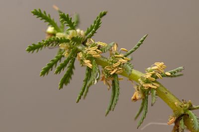 Myriophyllum verticillatum, photographed by Вячеслав Юсупов