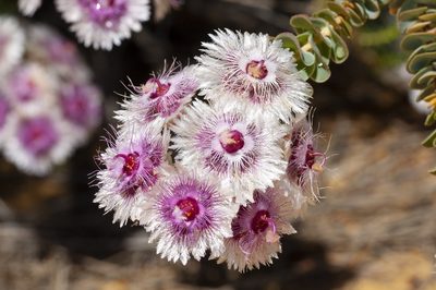 Verticordia oculata, photographed by dhfischer