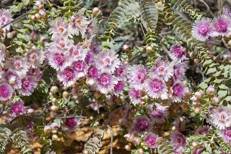 Verticordia oculata, photographed by dhfischer