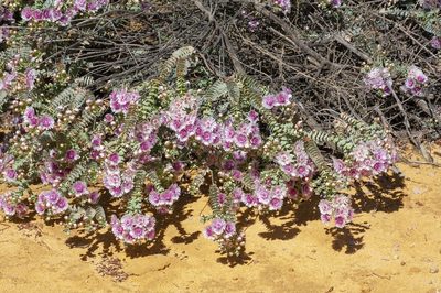 Verticordia oculata, photographed by dhfischer