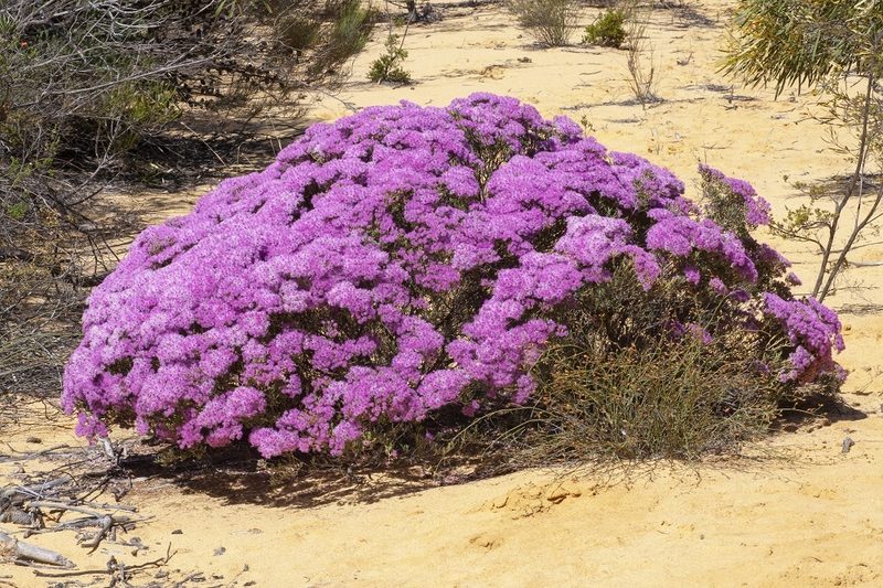Verticordia monadelpha, photographed by dhfischer