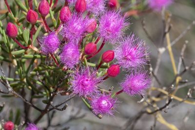 Verticordia monadelpha, photographed by dhfischer