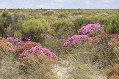 Verticordia monadelpha, photographed by dhfischer