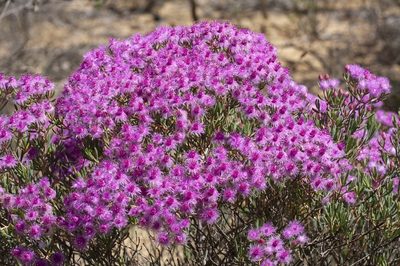 Verticordia monadelpha, photographed by dhfischer