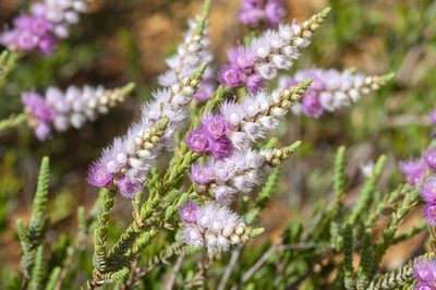 Verticordia spicata, photographed by dhfischer