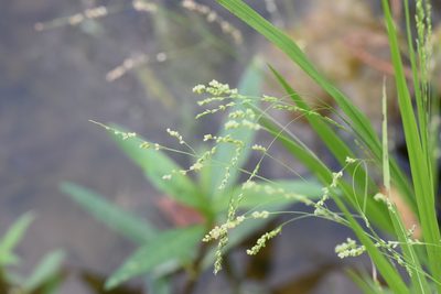Steinchisma hians, photographed by Blake Bringhurst