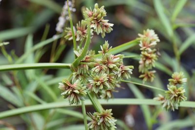 Cyperus virens, photographed by Blake Bringhurst