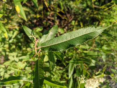 Salix eriocephala, photographed by Nick Kleinschmidt