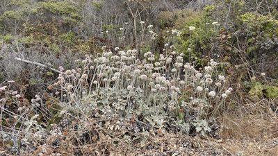 Eriogonum latifolium, photographed by Allison Gong