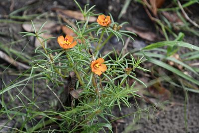 Portulaca suffrutescens, photographed by Mike Ostrowski