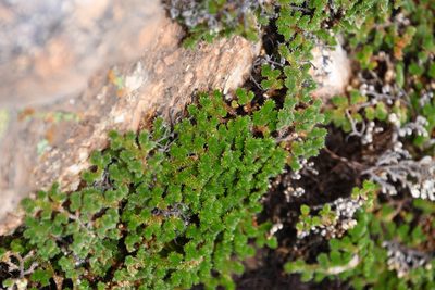 Selaginella arizonica, photographed by Mike Ostrowski