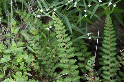 Astrolepis sinuata, photographed by Mike Ostrowski