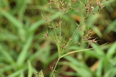 Rhynchospora corniculata, photographed by Blake Bringhurst