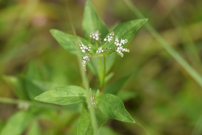 Mitreola petiolata, photographed by Blake Bringhurst