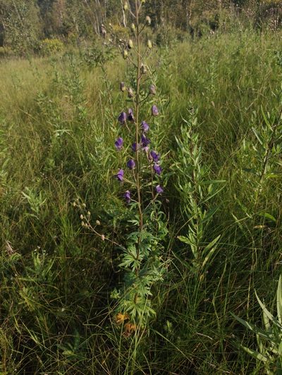 Aconitum baicalense, photographed by Юлия