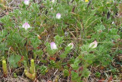Ononis diffusa, photographed by José Luis Camaño