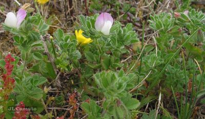Ononis diffusa, photographed by José Luis Camaño
