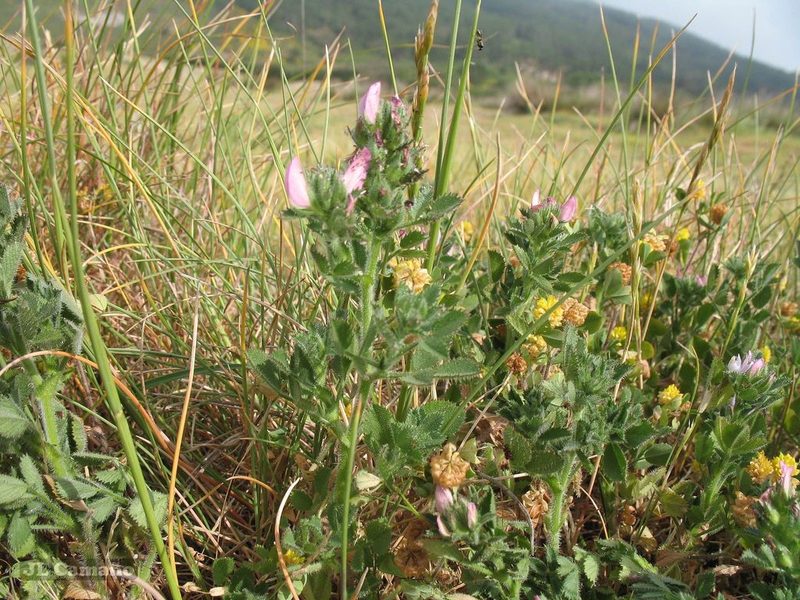 Ononis diffusa, photographed by José Luis Camaño