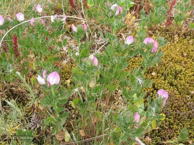 Ononis diffusa, photographed by José Luis Camaño
