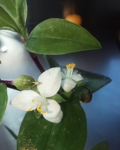 Tradescantia mundula, photographed by Alice Shanks