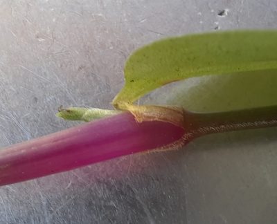 Tradescantia mundula, photographed by Alice Shanks