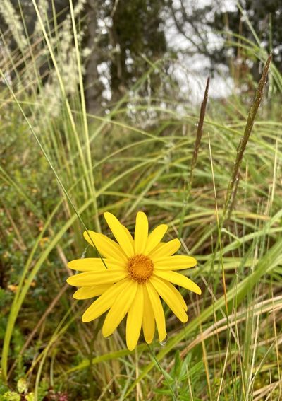 Dorobaea pimpinellifolia, photographed by Patrick Cox