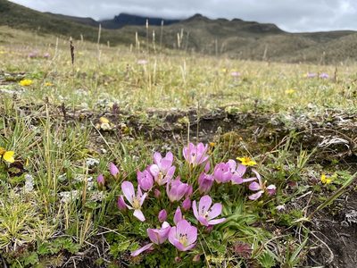 Gentianella cerastioides, photographed by Patrick Cox