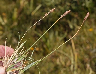 Carex idahoa, photographed by Steve Matson