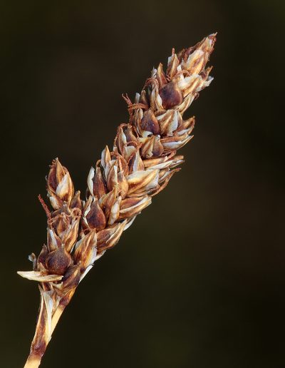 Carex idahoa, photographed by Steve Matson