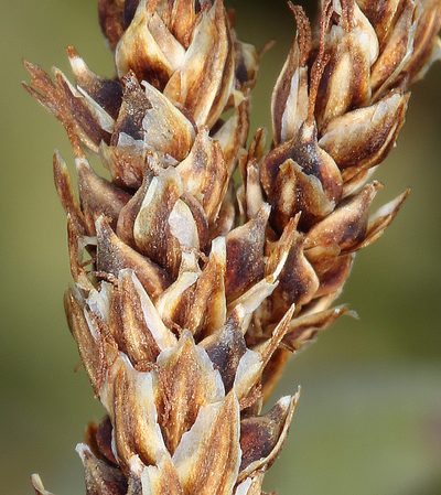 Carex idahoa, photographed by Steve Matson