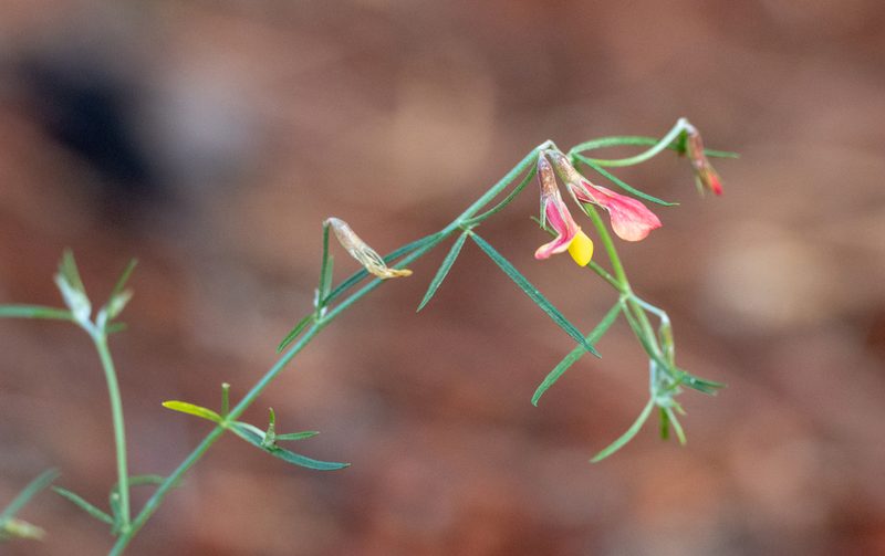 Acmispon oroboides, photographed by Forest Botial-Jarvis