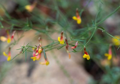 Acmispon oroboides, photographed by Forest Botial-Jarvis