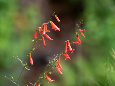Penstemon barbatus, photographed by Forest Botial-Jarvis