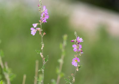 Sphaeralcea fendleri, photographed by Forest Botial-Jarvis