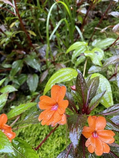 Impatiens hawkeri, photographed by Patrick Cox