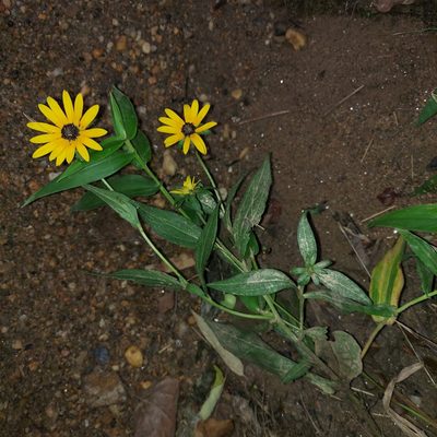 Rudbeckia fulgida, photographed by the swamp ass