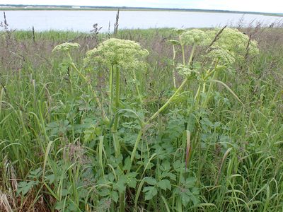 Angelica lucida, photographed by Matt Muir