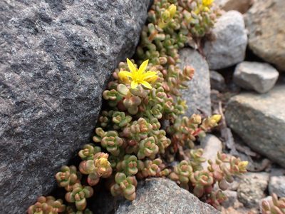 Sedum divergens, photographed by John Brew