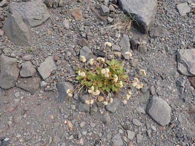 Eriogonum pyrolifolium, photographed by John Brew