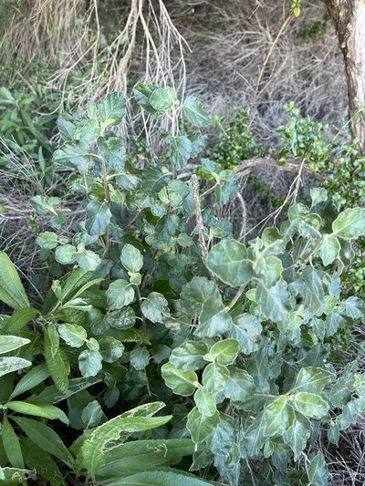 Olearia tomentosa, photographed by libby hepburn