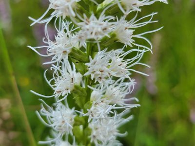 Liatris spicata, photographed by Elias